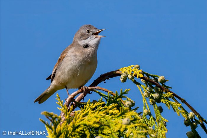 Common Whitethroat - The Hall of Einar - photograph (c) David Bailey (not the)