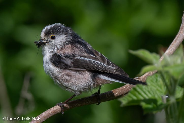 Long-Tailed Bushtits - The Hall of Einar - photograph (courtesy of) David Bailey (not the)