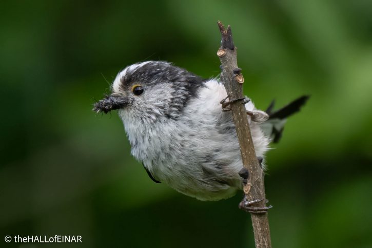 Long-Tailed Bushtits - The Hall of Einar - photograph (courtesy of) David Bailey (not the)