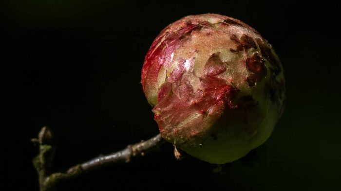 Oak Apple Gall - The Hall of Einar - photograph (courtesy of) David Bailey (not the)