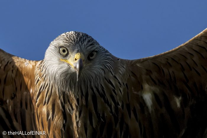 Red Kite - The Hall of Einar - photograph (c) David Bailey (not the)
