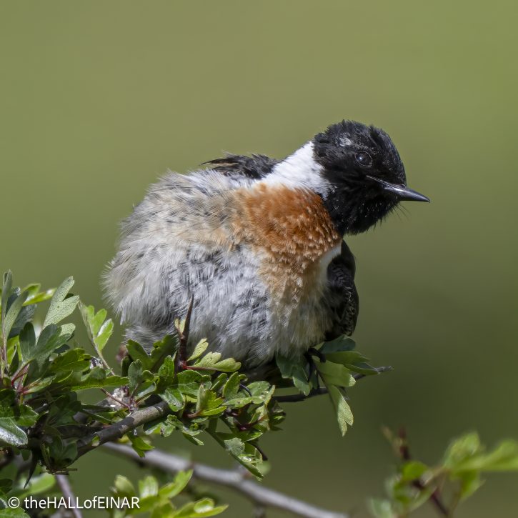 Stonechat - The Hall of Einar - photograph (c) David Bailey (not the)