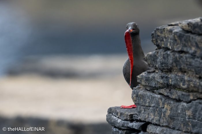 Black Guillemot - The Hall of Einar - photograph © David Bailey (not the)