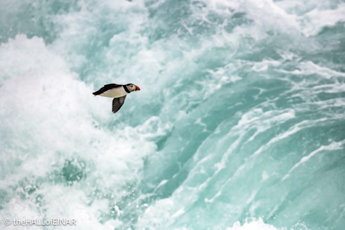 Puffin - The Hall of Einar - photograph © David Bailey (not the)