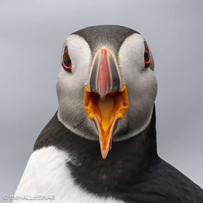 Puffin - The Hall of Einar - photograph © David Bailey (not the)