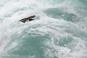 Razorbill - The Hall of Einar - photograph © David Bailey (not the)