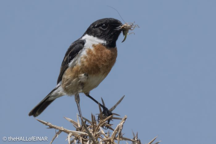 Stonechat - The Hall of Einar - photograph © David Bailey (not the)
