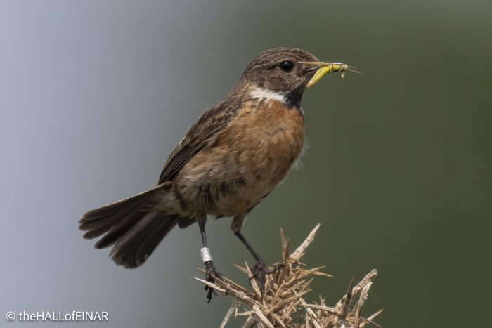 Stonechat - The Hall of Einar - photograph © David Bailey (not the)