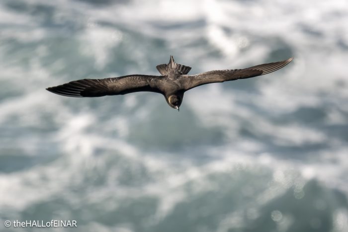 Arctic Skua - The Hall of Einar - photograph © David Bailey (not the)