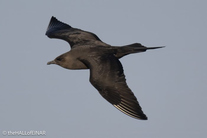 Arctic Skua - The Hall of Einar - photograph © David Bailey (not the)