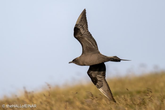 Arctic Skua - The Hall of Einar - photograph © David Bailey (not the)