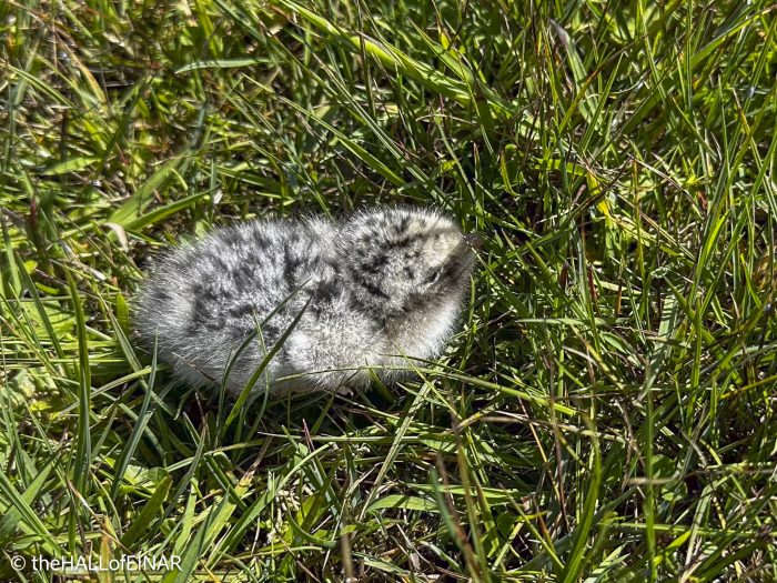 Arctic Tern Chick - The Hall of Einar - photograph © David Bailey (not the)