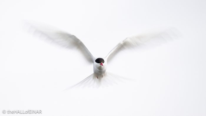 Arctic Tern - The Hall of Einar - photograph (c) David Bailey (not the)