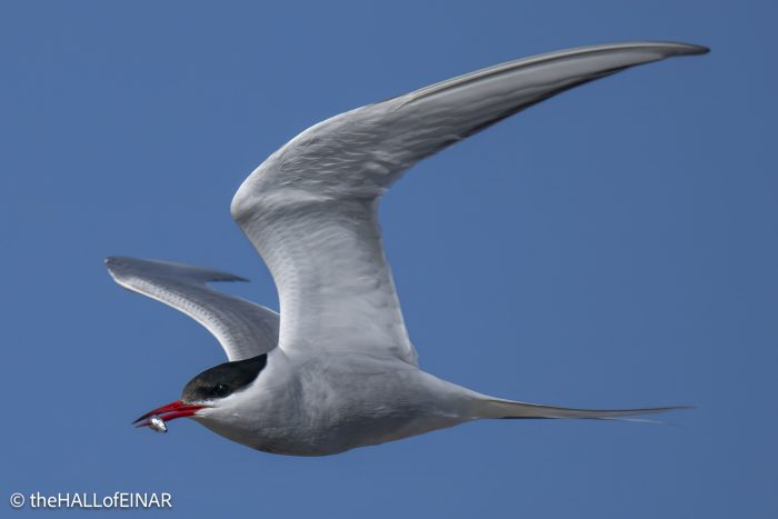 Arctic Tern - The Hall of Einar - photograph © David Bailey (not the)