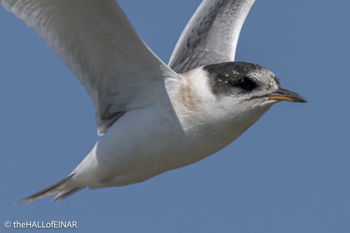 Arctic Tern Juvenile - The Hall of Einar - photograph © David Bailey (not the)