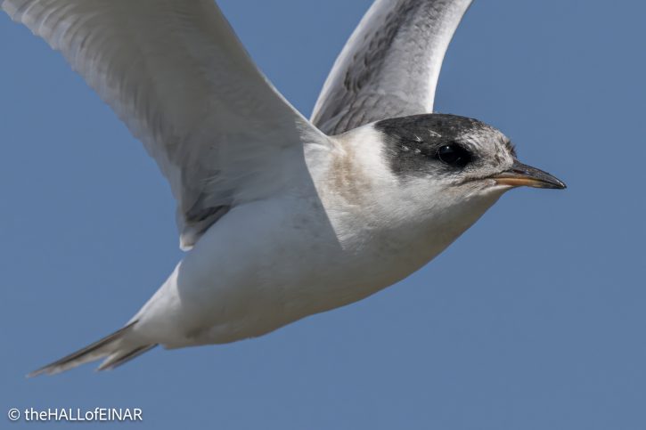 Arctic Tern Juvenile - The Hall of Einar - photograph © David Bailey (not the)