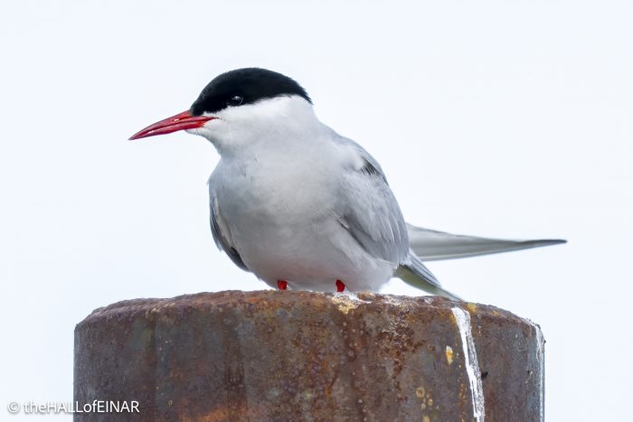 Arctic Tern - The Hall of Einar - photograph (c) David Bailey (not the)