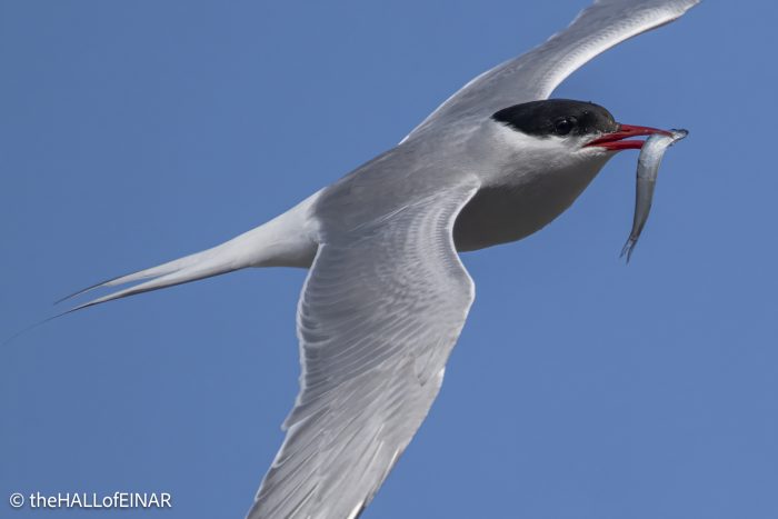 Arctic Tern - The Hall of Einar - photograph © David Bailey (not the)