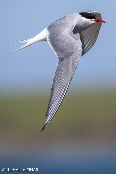 Arctic Tern - The Hall of Einar - photograph © David Bailey (not the)