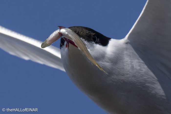Arctic Tern - The Hall of Einar - photograph © David Bailey (not the)