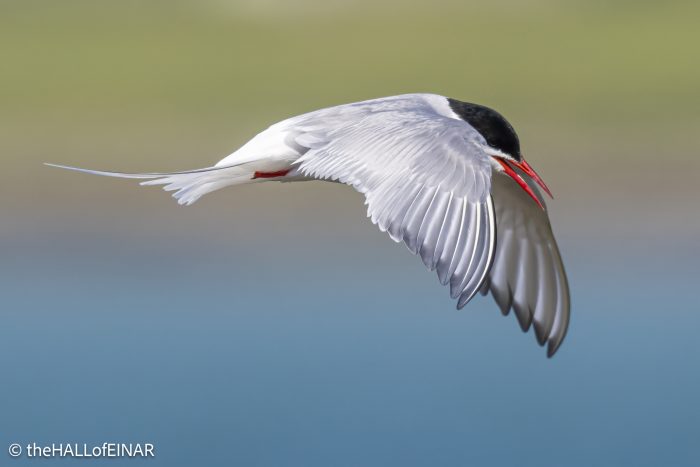 Arctic Tern - The Hall of Einar - photograph © David Bailey (not the)