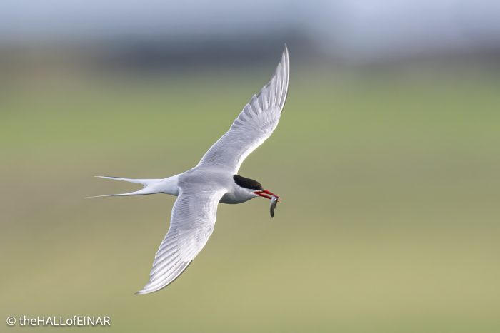 Arctic Tern - The Hall of Einar - photograph © David Bailey (not the)