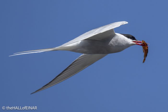 Arctic Tern - The Hall of Einar - photograph © David Bailey (not the)
