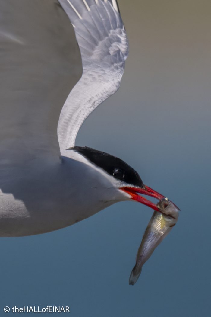 Arctic Tern - The Hall of Einar - photograph © David Bailey (not the)