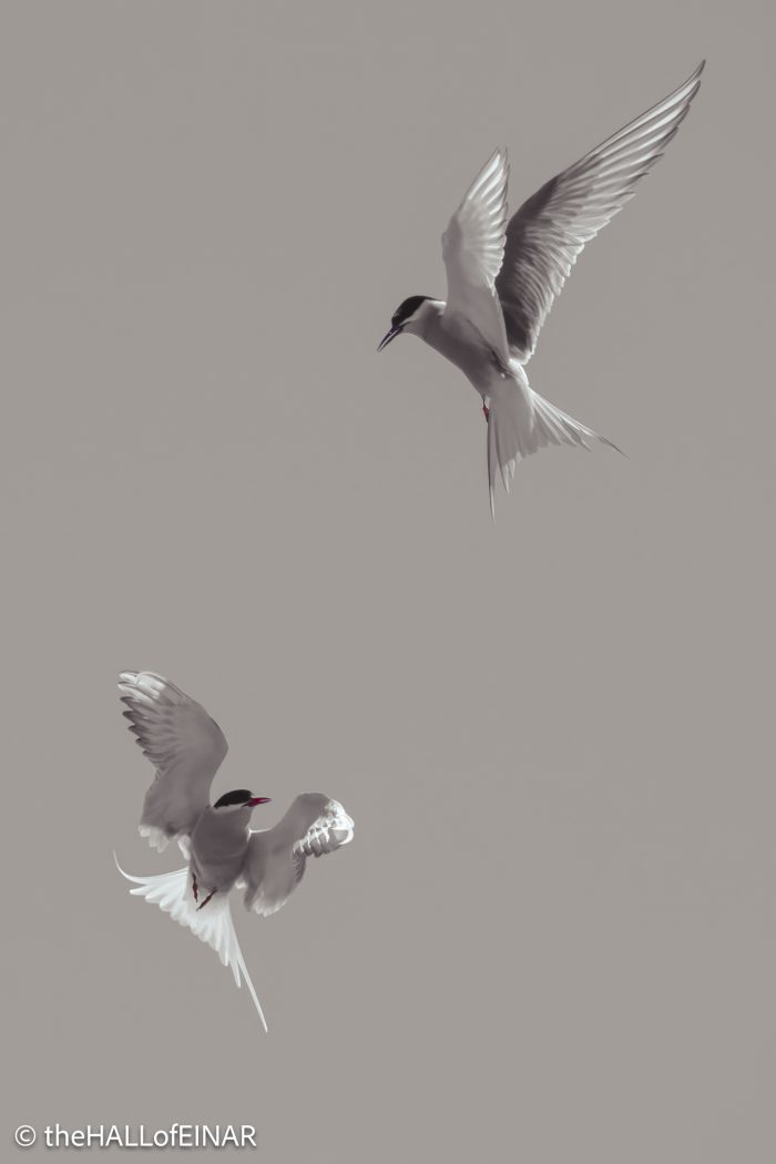 Arctic Terns - The Hall of Einar - photograph © David Bailey (not the)