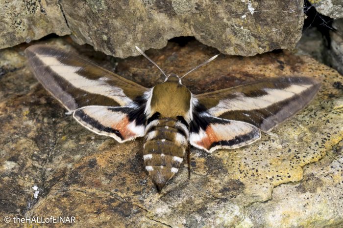 Bedstraw Hawk-moth - The Hall of Einar - photograph © David Bailey (not the)