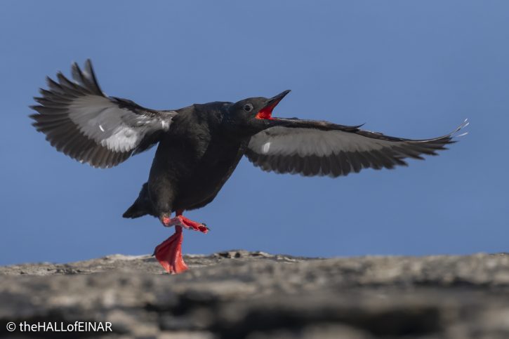 Black Guillemot - The Hall of Einar - photograph © David Bailey (not the)