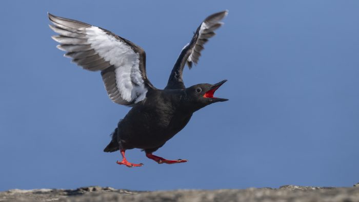 Black Guillemot - The Hall of Einar - photograph © David Bailey (not the)