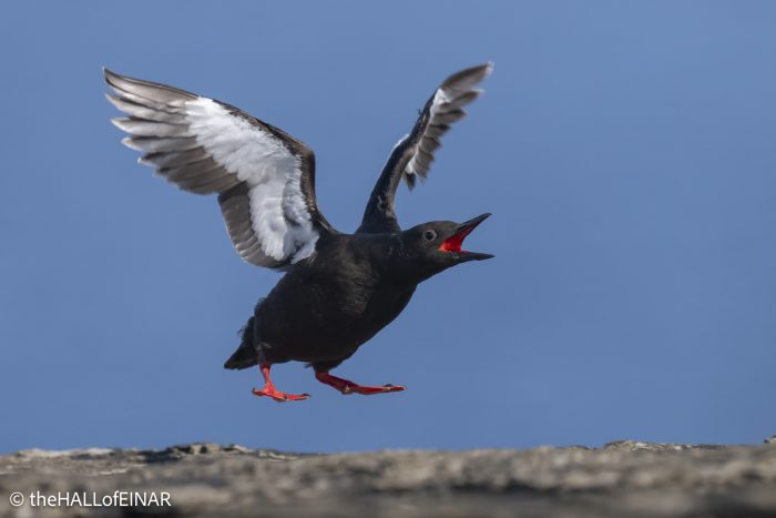 Black Guillemot - The Hall of Einar - photograph © David Bailey (not the)