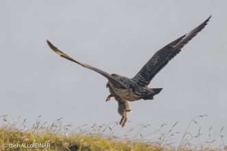 Great Skua - The Hall of Einar - photograph © David Bailey (not the)
