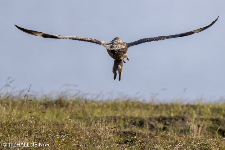 Great Skua with Rabbit - The Hall of Einar - photograph © David Bailey (not the)