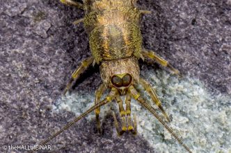 Bristletail - The Hall of Einar - photograph © David Bailey (not the)