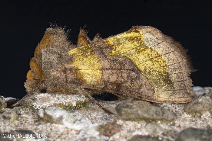 Burnished Brass - The Hall of Einar - photograph © David Bailey (not the)