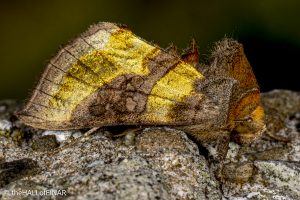 Burnished Brass - The Hall of Einar - photograph © David Bailey (not the)