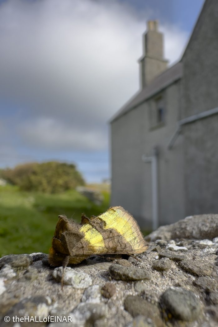 Burnished Brass - The Hall of Einar - photograph © David Bailey (not the)