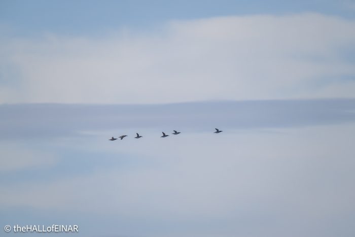 Common Guillemots - The Hall of Einar - photograph © David Bailey (not the)