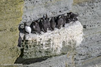 Guillemots - The Hall of Einar - photograph © David Bailey (not the)