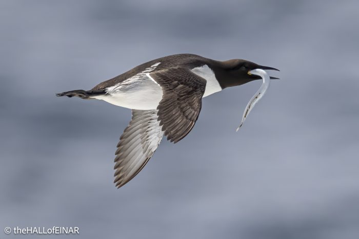 Common Guillemot - The Hall of Einar - photograph © David Bailey (not the)