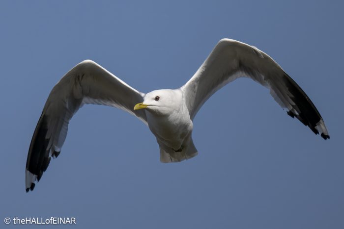 Common Gull - The Hall of Einar - photograph © David Bailey (not the)