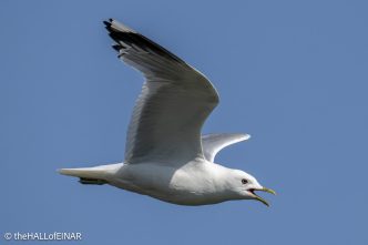 Common Gull - The Hall of Einar - photograph © David Bailey (not the)