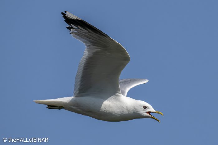 Common Gull - The Hall of Einar - photograph © David Bailey (not the)