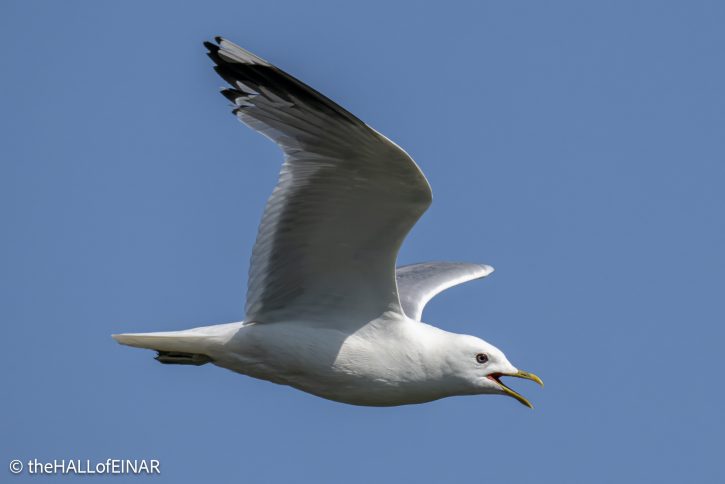 Common Gull - The Hall of Einar - photograph © David Bailey (not the)