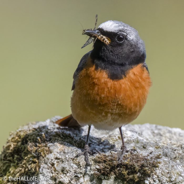 Redstart - Emsworthy Mire - The Hall of Einar - photograph (c) David Bailey (not the)