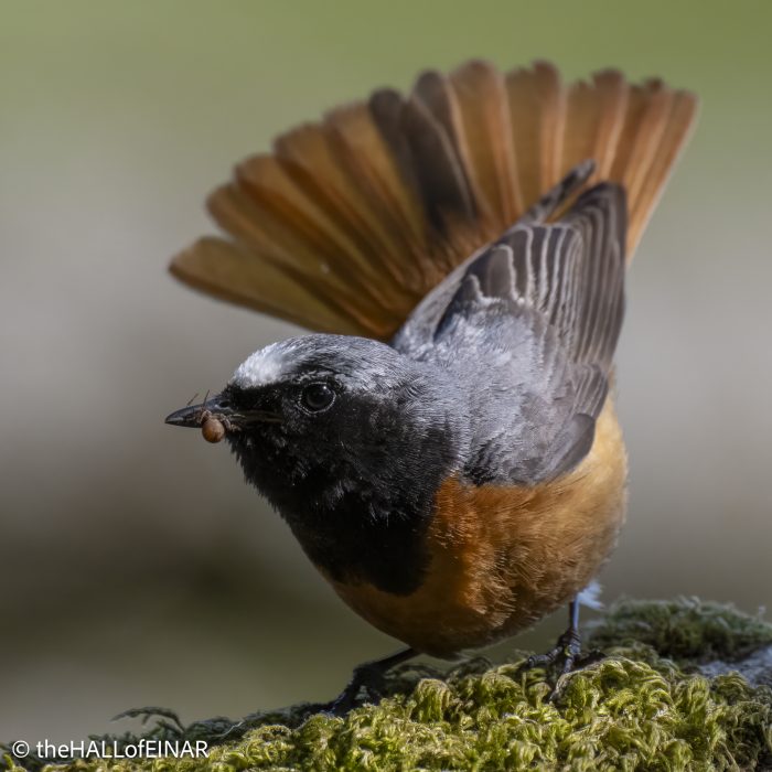 Redstart - Emsworthy Mire - The Hall of Einar - photograph (c) David Bailey (not the)