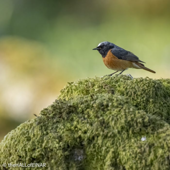 Redstart - Emsworthy Mire - The Hall of Einar - photograph (c) David Bailey (not the)