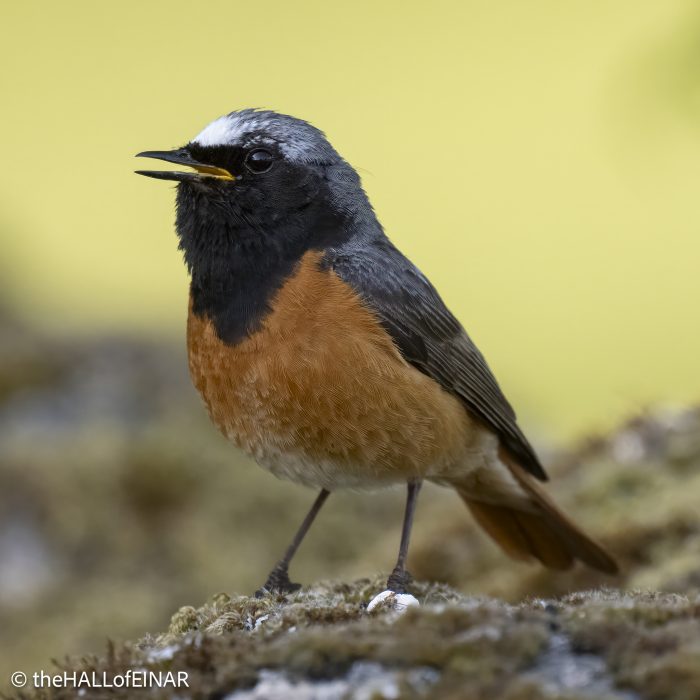 Redstart - Emsworthy Mire - The Hall of Einar - photograph (c) David Bailey (not the)